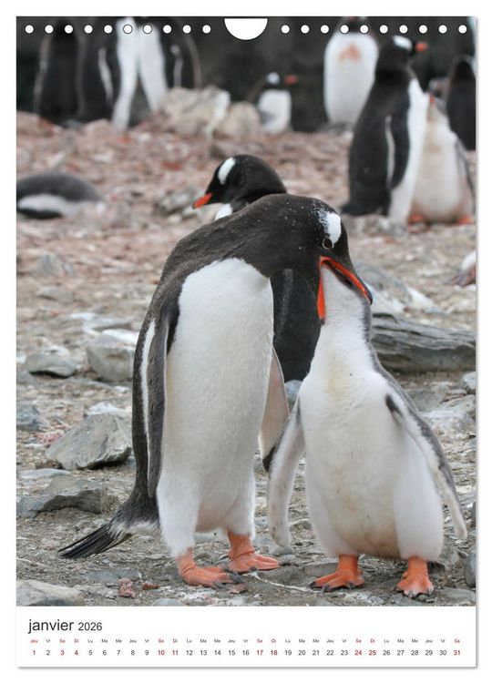 Produktbild: Antarctique des oiseaux de l&eacute;gende (Calendrier mural 2026 DIN A4 horizontal), CALVENDO calendrier mensuel