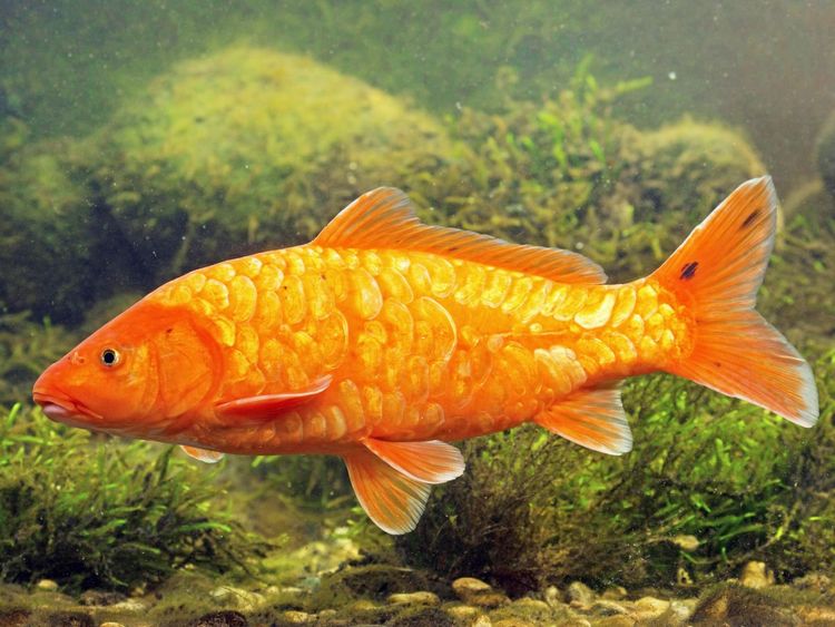 Produktbild: CALVENDO Puzzle Koi Brokatkarpfen mit spiegelnden Schuppen. 1000 Teile Puzzle quer | 1000 Teile Lege-Gr&ouml;&szlig;e 64 &times; 48 cm Foto-Puzzle f&uuml;r gl&uuml;ckliche Stunden