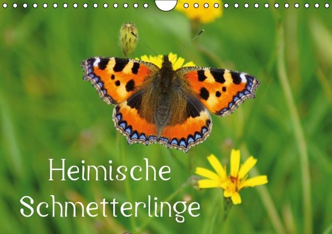 Produktbild: Heimische Schmetterlinge / Geburtstagskalender (Wandkalender immerw&auml;hrend DIN A4 quer)