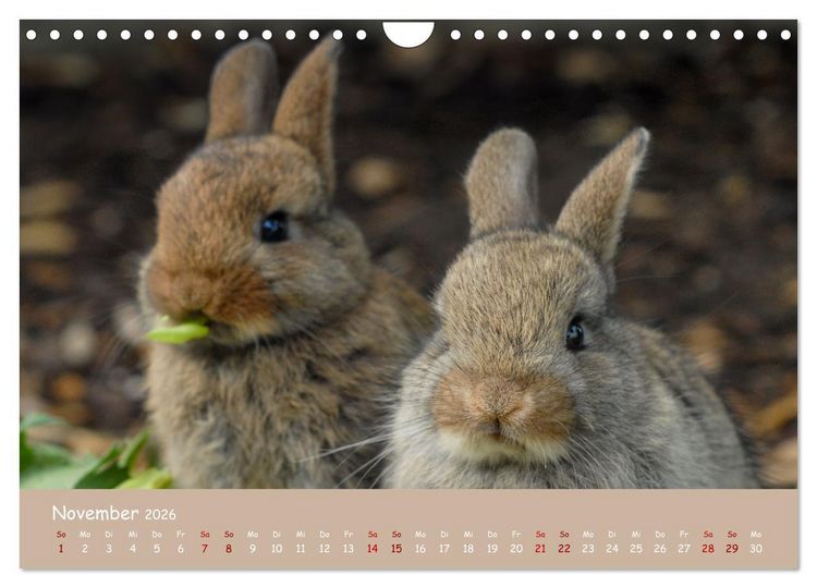 Produktbild: Flauschige Fellkn&auml;uel (Wandkalender 2026 DIN A4 quer), CALVENDO Monatskalender