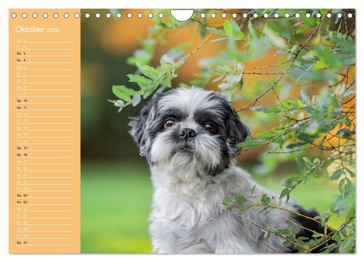 Produktbild: Hunde im Fokus (Wandkalender 2026 DIN A4 quer), CALVENDO Monatskalender