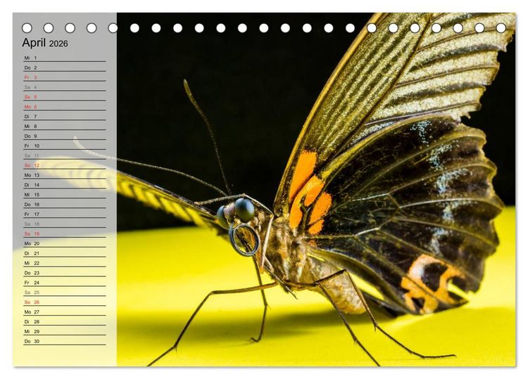 Produktbild: Die geheimnisvolle Welt der Insekten (Tischkalender 2026 DIN A5 quer), CALVENDO Monatskalender