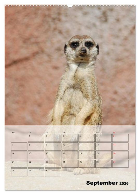 Produktbild: Erdm&auml;nnchen - Afrikas liebenswerte Zwerge (Wandkalender 2026 DIN A2 hoch), CALVENDO Monatskalender