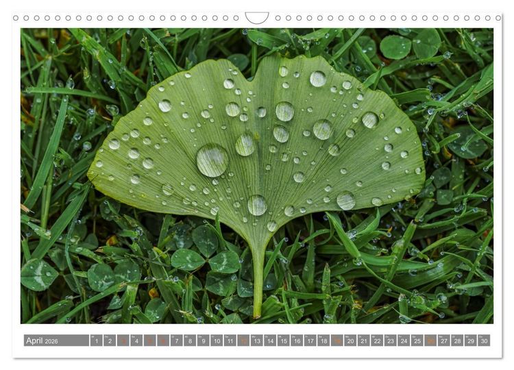Produktbild: Mit Ginkgo biloba durch das Jahr (Wandkalender 2026 DIN A3 quer), CALVENDO Monatskalender
