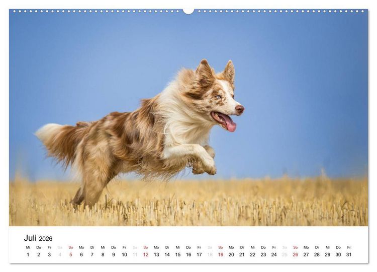 Produktbild: Border Collies 2026 (hochwertiger Premium Wandkalender 2026 DIN A2 quer), Kunstdruck in Hochglanz