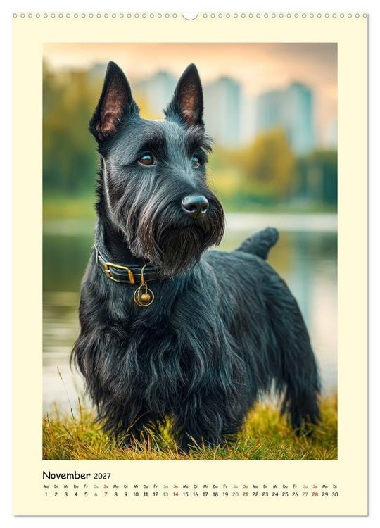 Produktbild: Scottish Terrier. W&uuml;rdevoller und robuster Gentlemen (hochwertiger Premium Wandkalender 2027 DIN A2 hoch), Kunstdruck in Hochglanz