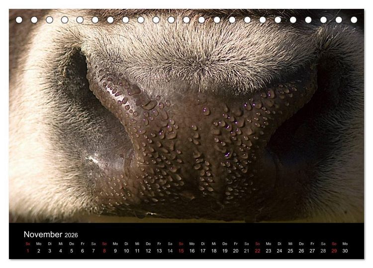 Produktbild: K&uuml;he 2026 (Tischkalender 2026 DIN A5 quer), CALVENDO Monatskalender