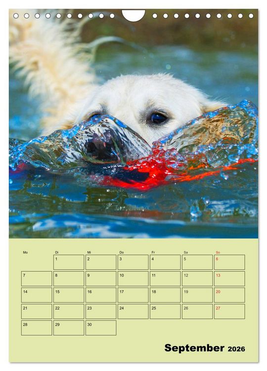 Produktbild: Jahresplaner Golden Retriever (Wandkalender 2026 DIN A4 hoch), CALVENDO Monatskalender