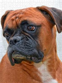 Produktbild: CALVENDO Puzzle Deutscher Boxer 1000 Teile Lege-Gr&ouml;&szlig;e 480 x 640 cm Foto-Puzzle Bild von Peter Roder