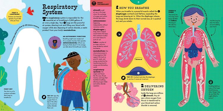 Produktbild: The Interactive Human Body