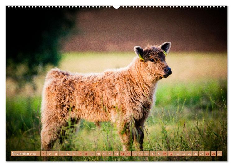 Produktbild: Mutterk&uuml;he (hochwertiger Premium Wandkalender 2026 DIN A2 quer), Kunstdruck in Hochglanz