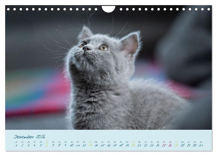 Produktbild: Ein kleiner Kater entdeckt die Welt! (Wandkalender 2026 DIN A4 quer), CALVENDO Monatskalender