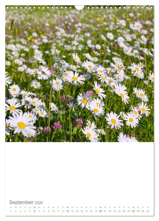 Produktbild: Sch&ouml;ne Wegwarten. Heimische Heilpflanzen am Wegesrand (Wandkalender 2026 DIN A3 hoch), CALVENDO Monatskalender
