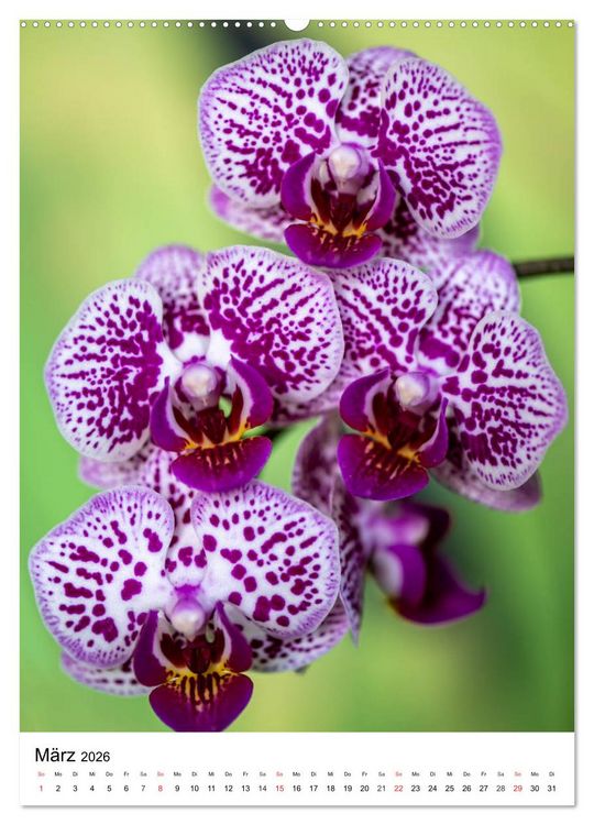 Produktbild: Orchideen (hochwertiger Premium Wandkalender 2026 DIN A2 hoch), Kunstdruck in Hochglanz