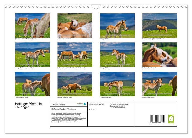 Produktbild: Haflinger Pferde in Th&uuml;ringen (Wandkalender 2026 DIN A3 quer), CALVENDO Monatskalender