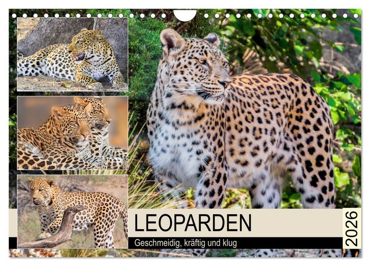 Produktbild: Leoparden. Geschmeidig, kr&auml;ftig und klug (Wandkalender 2026 DIN A4 quer), CALVENDO Monatskalender