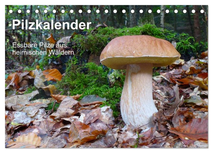 Produktbild: Pilzkalender (Tischkalender 2026 DIN A5 quer), CALVENDO Monatskalender
