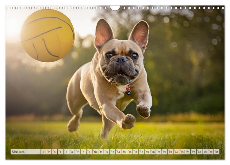 Produktbild: Bullys in Action - Franz&ouml;sische Bulldoggen lieben B&auml;lle (Wandkalender 2026 DIN A3 quer), CALVENDO Monatskalender