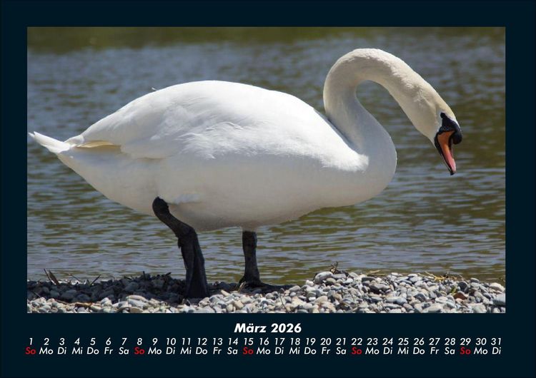 Produktbild: Welt der V&ouml;gel 2026 Fotokalender DIN A4