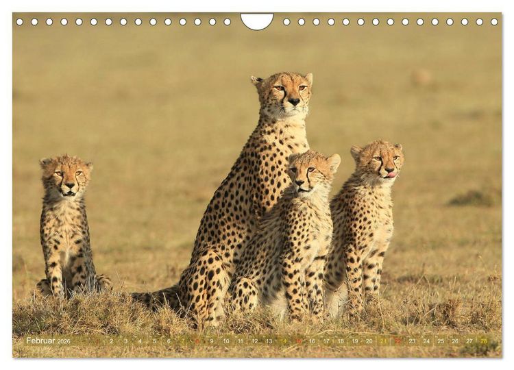 Produktbild: Wildtierparadies Afrika - Eine Foto-Reise durch die Savannen (Wandkalender 2026 DIN A4 quer), CALVENDO Monatskalender