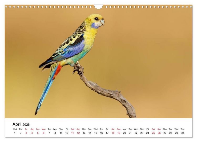 Produktbild: Australian Parrots (Wall Calendar 2026 DIN A3 landscape), CALVENDO 12 Month Wall Calendar