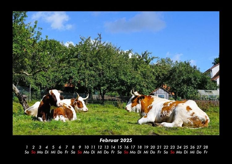 Produktbild: Tiere auf dem Bauernhof 2025 Fotokalender DIN A3