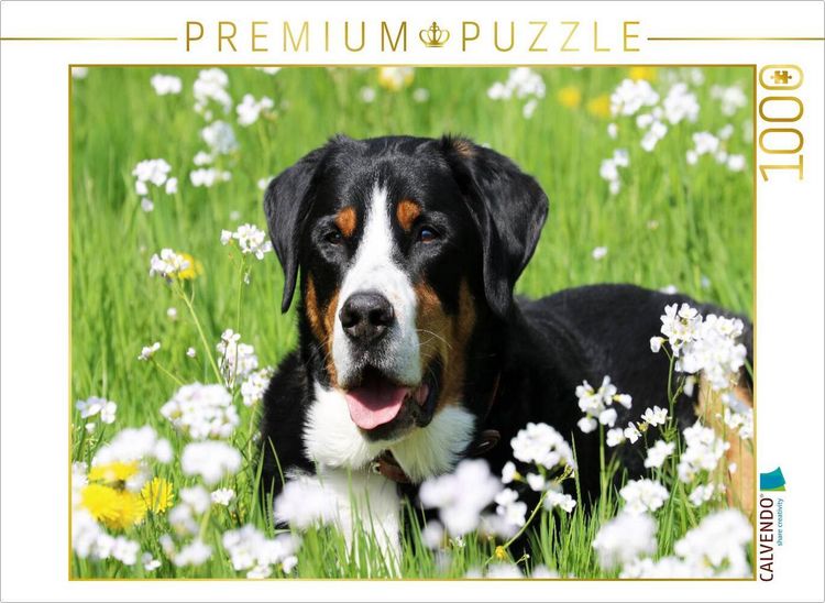 Produktbild: CALVENDO Puzzle Gro&szlig;er Schweizer Sennenhund | 1000 Teile Lege-Gr&ouml;&szlig;e 64x48cm Foto-Puzzle f&uuml;r gl&uuml;ckliche Stunden
