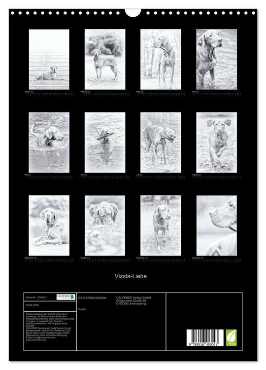 Produktbild: Vizsla-Liebe (Wandkalender 2026 DIN A3 hoch), CALVENDO Monatskalender
