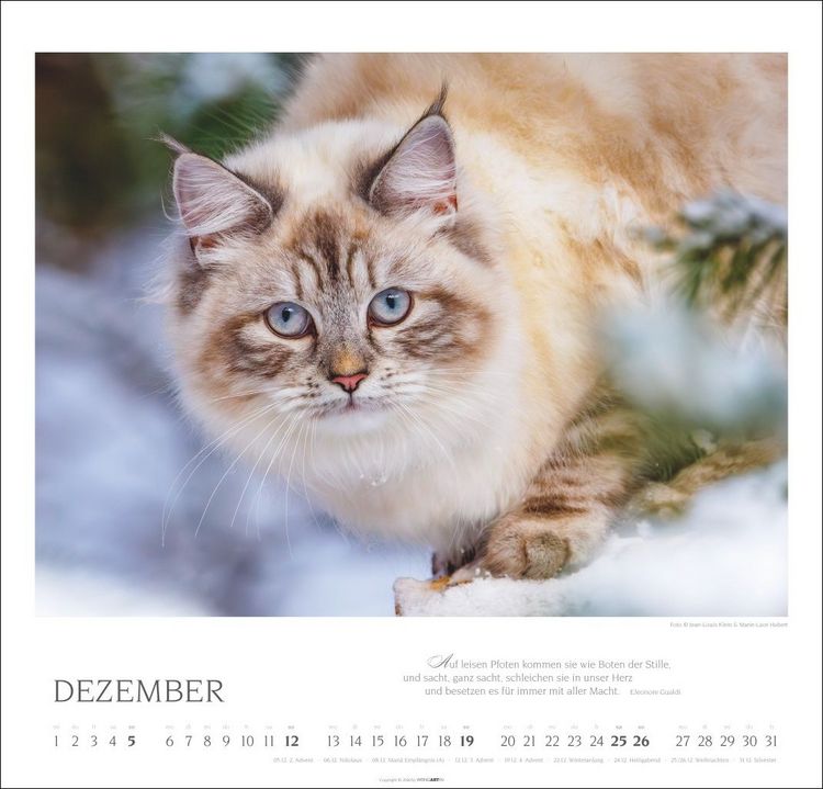 Produktbild: Katzen - Diven auf Samtpfoten Kalender 2027 - Diven auf Samtpfoten