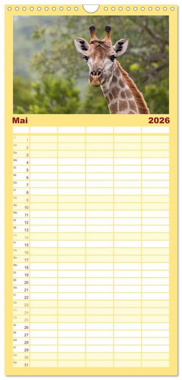 Produktbild: Familienplaner 2026 - Afrikas Tierwelt: Giraffen mit 5 Spalten (Wandkalender, 21 x 45 cm) CALVENDO