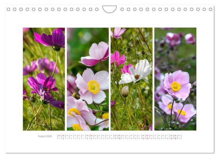 Produktbild: Gartenfreude (Wandkalender 2026 DIN A4 quer), CALVENDO Monatskalender