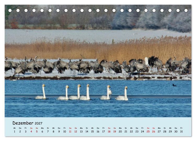 Produktbild: Faszination Zugv&ouml;gel - Rekorde in der Vogelwelt (Tischkalender 2027 DIN A5 quer), CALVENDO Monatskalender