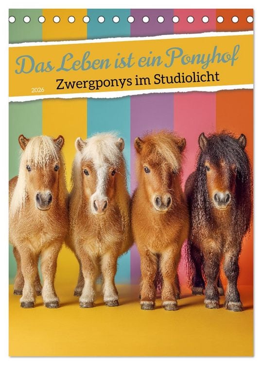 Produktbild: Das Leben ist ein Ponyhof - Zwergponys im Studiolicht (Tischkalender 2026 DIN A5 hoch), CALVENDO Monatskalender