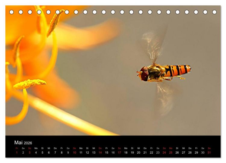 Produktbild: Makro-Kalender 2026 (Tischkalender 2026 DIN A5 quer), CALVENDO Monatskalender