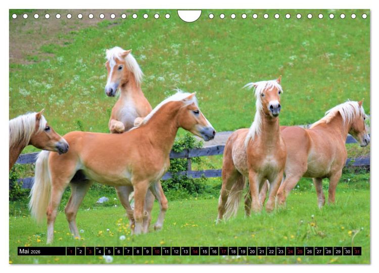 Produktbild: Pferde im Passeiertal (Wandkalender 2026 DIN A4 quer), CALVENDO Monatskalender