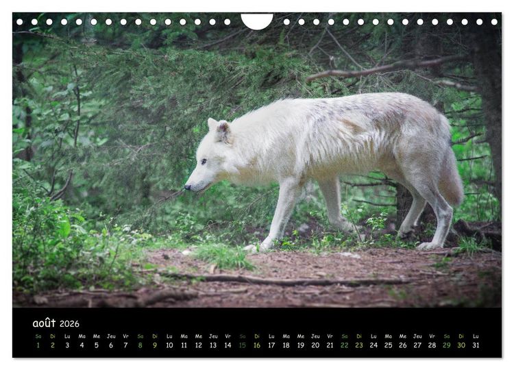 Produktbild: J'ai vu le loup (Calendrier mural 2026 DIN A4 vertical), CALVENDO calendrier mensuel