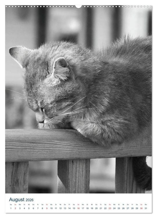 Produktbild: Wilde Katzen - Korsikas Samtpfoten (Wandkalender 2026 DIN A2 hoch), CALVENDO Monatskalender