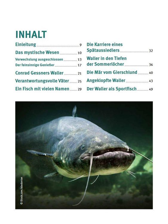 Produktbild: Welse - Giganten unserer Gew&auml;sser