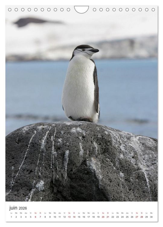 Produktbild: Antarctique des oiseaux de l&eacute;gende (Calendrier mural 2026 DIN A4 horizontal), CALVENDO calendrier mensuel