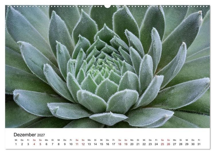 Produktbild: Sukkulenten Galerie (Wandkalender 2027 DIN A2 quer), CALVENDO Monatskalender