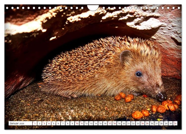 Produktbild: Mein Haus-Igel (Wandkalender 2026 DIN A4 quer), CALVENDO Monatskalender