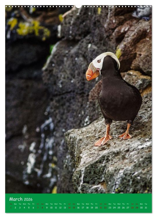Produktbild: Our wild nature, American birds (High Quality Premium Wall Calendar 2026 DIN A2 portrait),CALVENDO 12 Month Wall Calendar