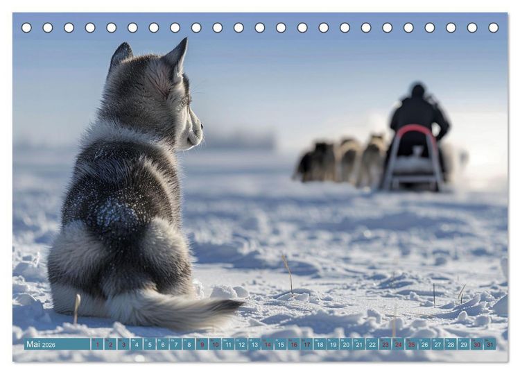 Produktbild: Schlittenhund Tr&auml;ume (Tischkalender 2026 DIN A5 quer), CALVENDO Monatskalender