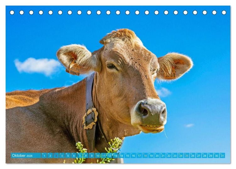 Produktbild: Kuh-Idylle: Suchen Sie die Ruhe in der Natur? (Tischkalender 2026 DIN A5 quer), CALVENDO Monatskalender