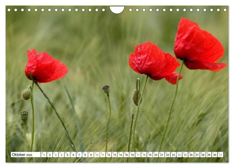 Produktbild: MohnTage (Wandkalender 2026 DIN A4 quer), CALVENDO Monatskalender