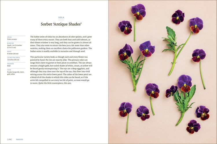 Produktbild: Pansies