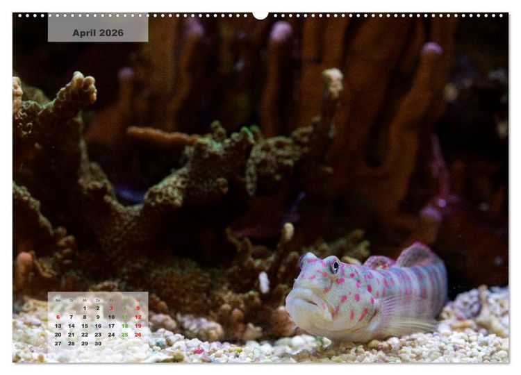 Produktbild: UNTER WASSER Riffaquaristik (hochwertiger Premium Wandkalender 2026 DIN A2 quer), Kunstdruck in Hochglanz