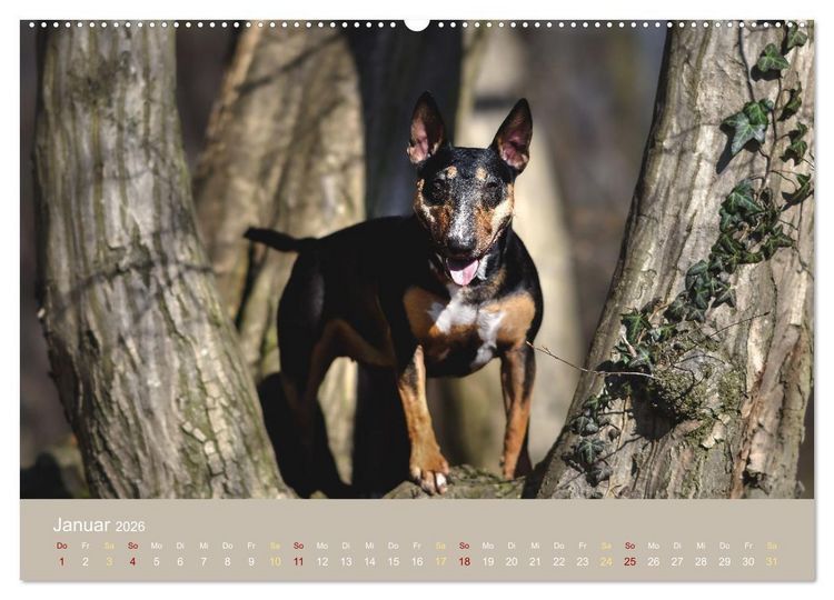 Produktbild: Bullterrier, liebenswerte Sturk&ouml;pfe (hochwertiger Premium Wandkalender 2026 DIN A2 quer), Kunstdruck in Hochglanz