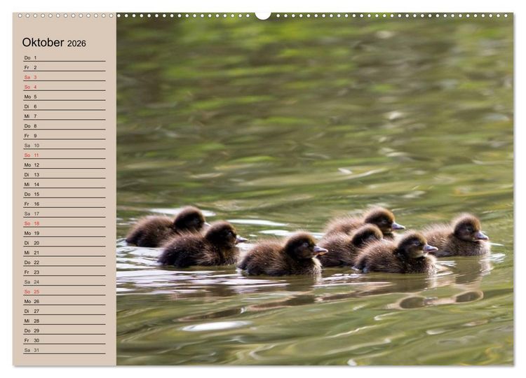 Produktbild: G&auml;nse und Enten. Schnattern, watscheln, quaken! (Wandkalender 2026 DIN A2 quer), CALVENDO Monatskalender