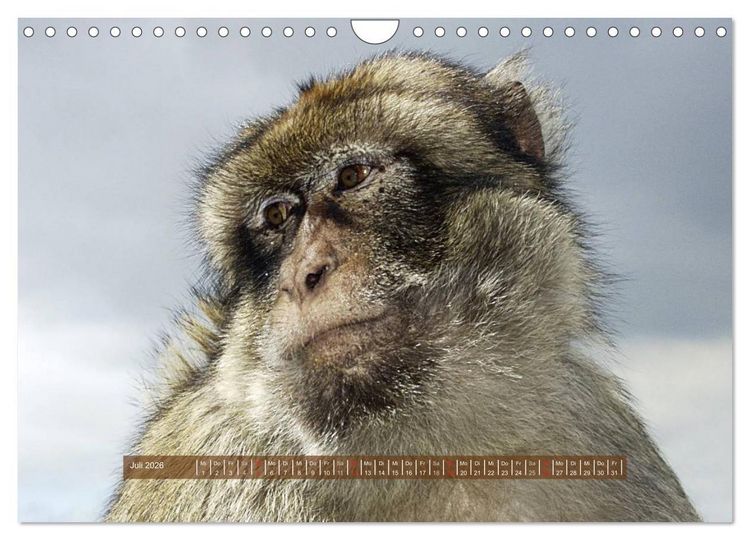 Produktbild: Affen - Individuen mit Charakter und Seele (Wandkalender 2026 DIN A4 quer), CALVENDO Monatskalender
